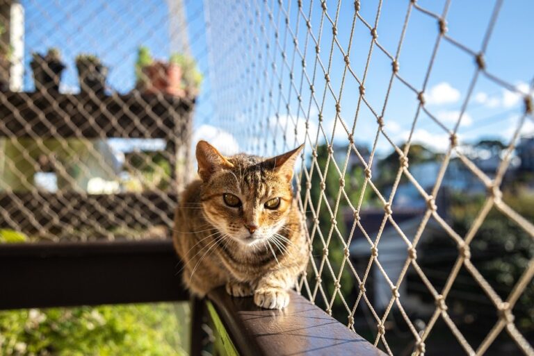 Community Gardens with Deer Fencing