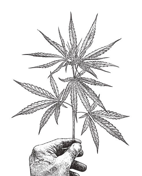 Medical Cannabis for Seniors