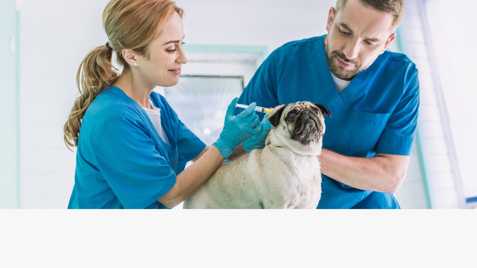 What Parents Should Know About Teen Veterinary Experiences